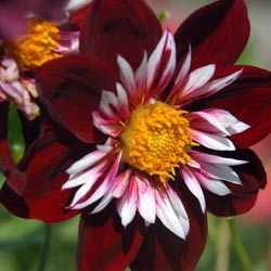 Dahlias, Dahlia Types, dahlia Varieties, Cactus Dahlias, Semi Cactus Dahlias, Decorative Dahlias, Pompon Dahlias, Ball Dahlias, Anemone Dahlias, Collarette Dahlias, Mignon Dahlias, Single Dahlias, Peony Dahlias, Orchid Dahlias, Waterlily Dahlias
